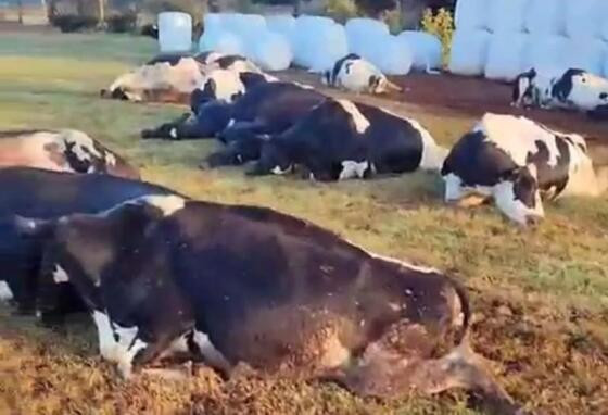 vacas