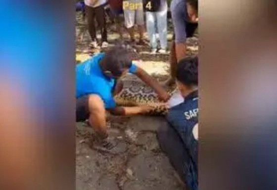 homem engolido por cobra
