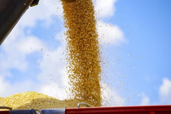 O arroz, o milho e a soja representam 92,6% da estimativa da produção.