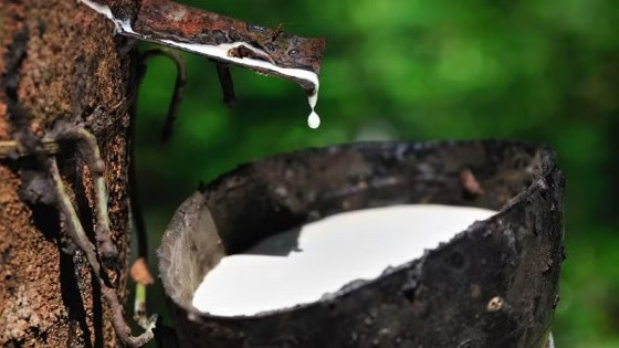 No ano passado, o Brasil produziu 270.163 toneladas de borracha e as indústrias importaram 150.435 toneladas.