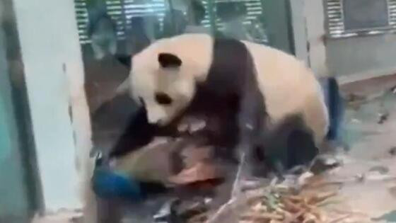 panda e pavão gravados