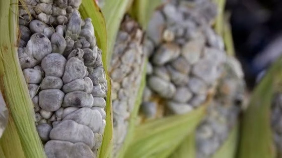 Milho com o fungo Ustiligo maydis; no México, espigas infectadas são usadas na gastronomia.