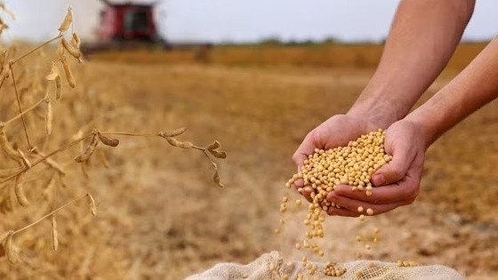 Para todos os segmentos da cadeia da soja e biodiesel os prognósticos são otimista em 2025.
