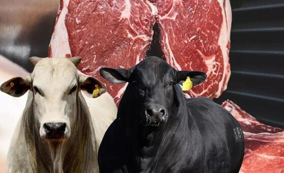 Carne Bovina