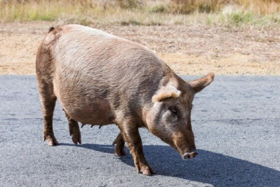 porco na estrada