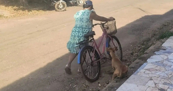maus tratos cachorro