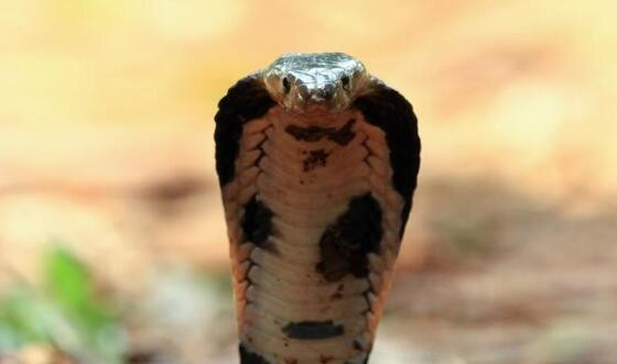 cobra 