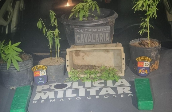 maconha alto paraguai