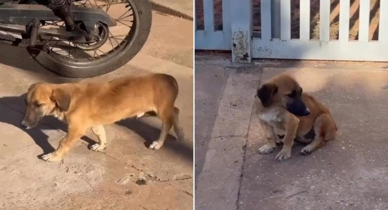 cachorro