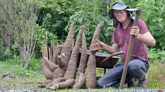 Agricultor irá transformar mandioca de 49 quilos em farinha.